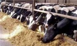 طرح توجیهی ایجاد واحد 10 راسی پرورش گاو شیری